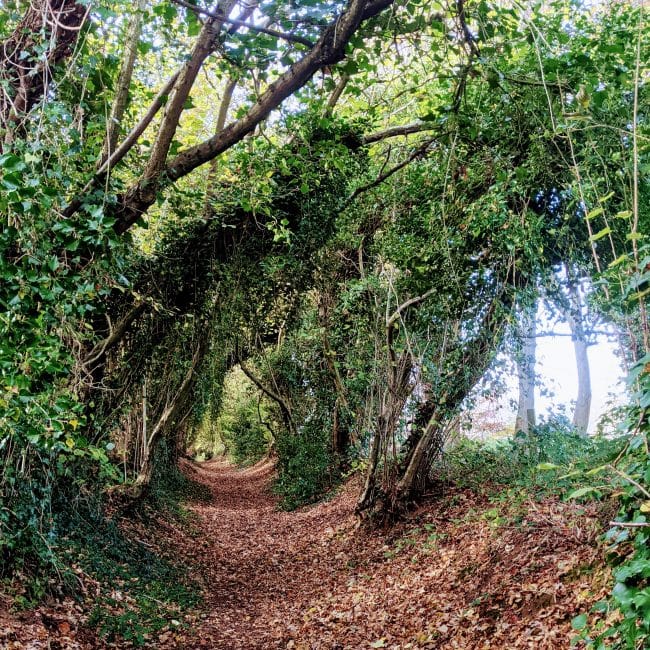 The Fox Way path after Bramley