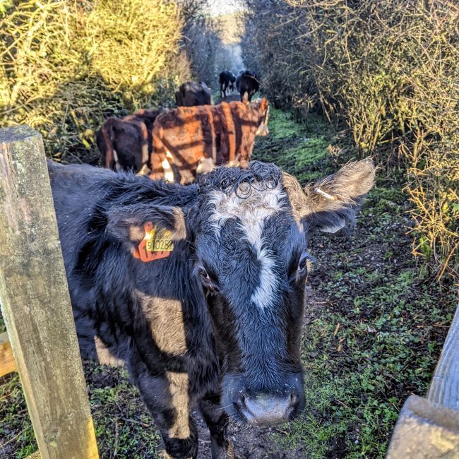 Cows blocking the path on to Ramsdean Down