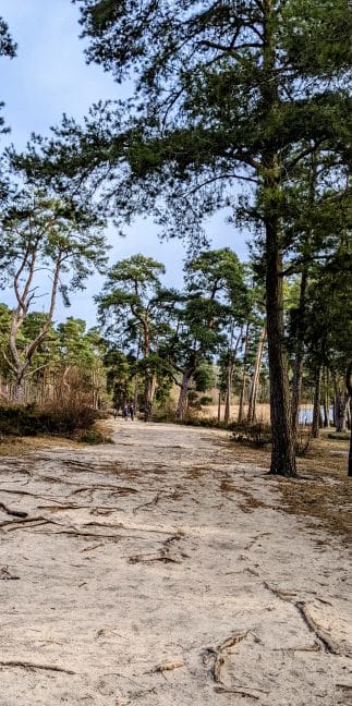 Frensham Little Pond