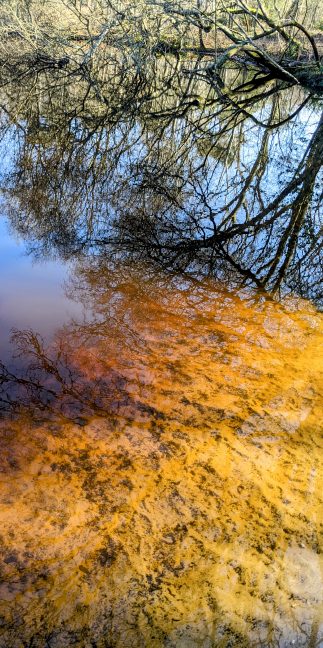 Small pond, Whitmoor Common