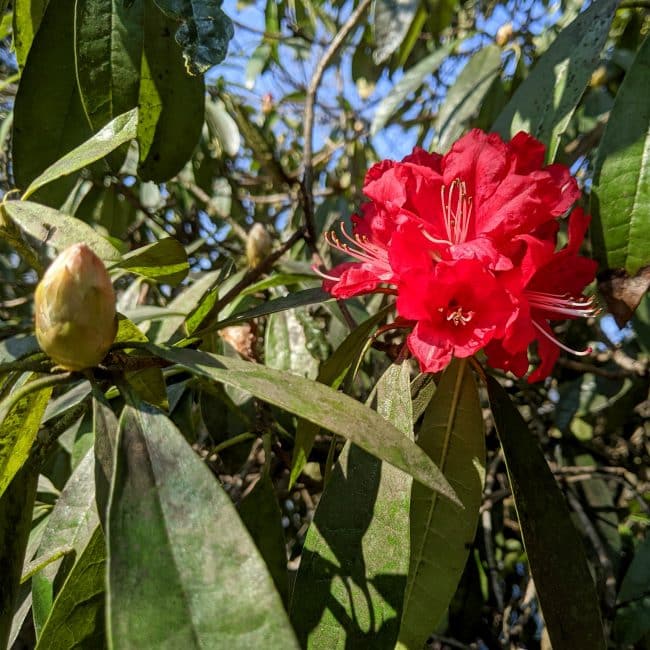 Rhododendron Wood