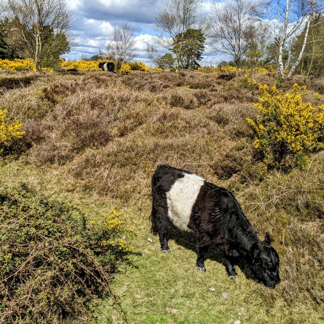 Aberdeen Angus cattle grazing